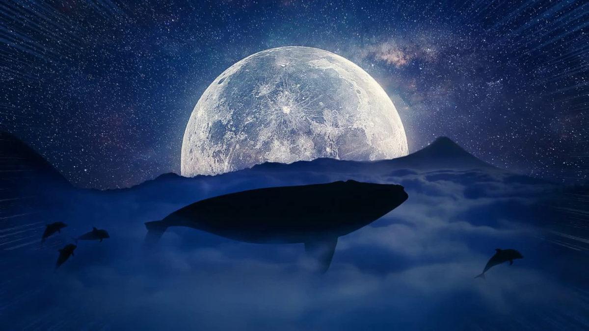 Ay Işığında Farklı Davranan 7 Hayvan: Gece Onları Nasıl Etkiliyor?