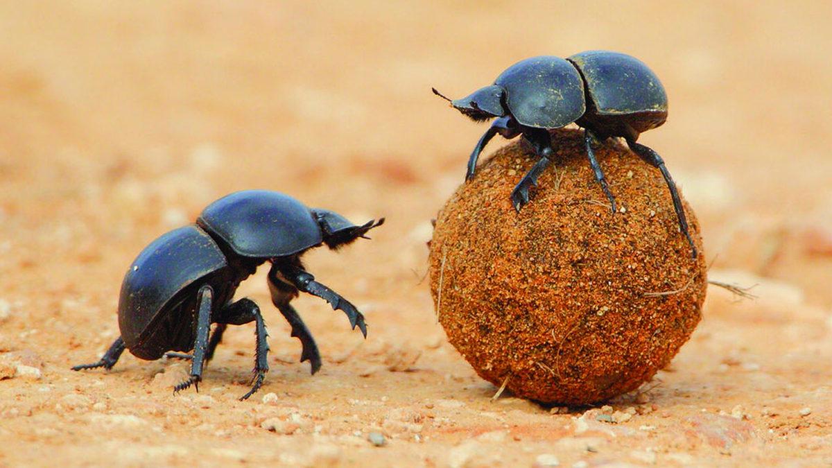 Ay Işığında Farklı Davranan 7 Hayvan: Gece Onları Nasıl Etkiliyor?