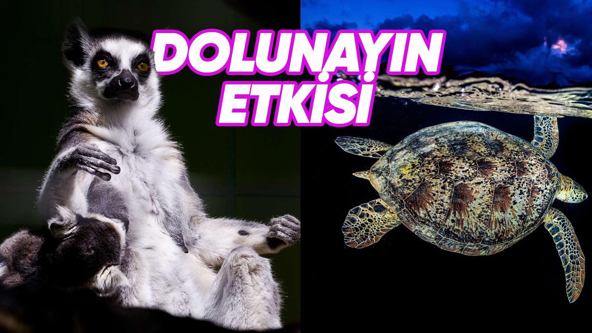 Ay Işığında Farklı Davranan 7 Hayvan: Gece Onları Nasıl Etkiliyor?