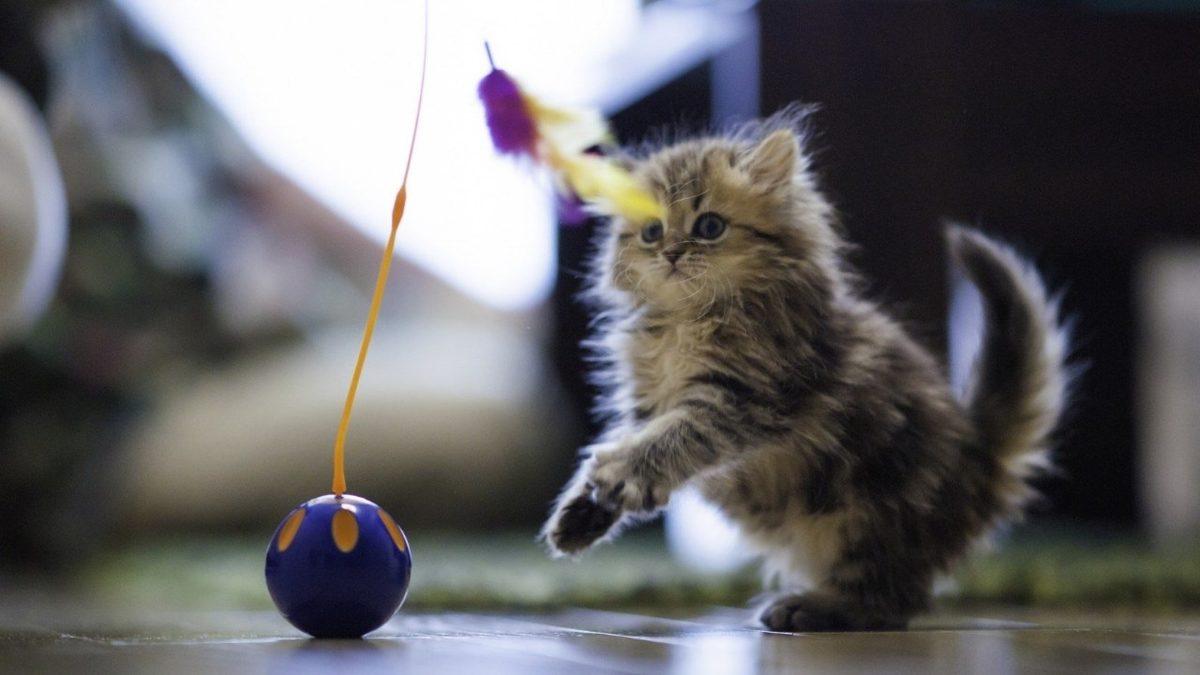 Kediniz Gecenin Bir Yarısı Birdenbire Miyavlamaya Başlıyorsa Yalnız Değilsiniz! Peki Bunu Neden Yapıyorlar?