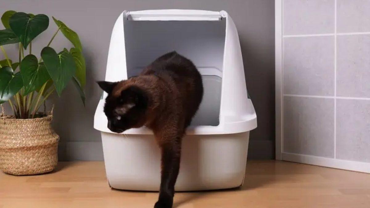 Kediniz Gecenin Bir Yarısı Birdenbire Miyavlamaya Başlıyorsa Yalnız Değilsiniz! Peki Bunu Neden Yapıyorlar?