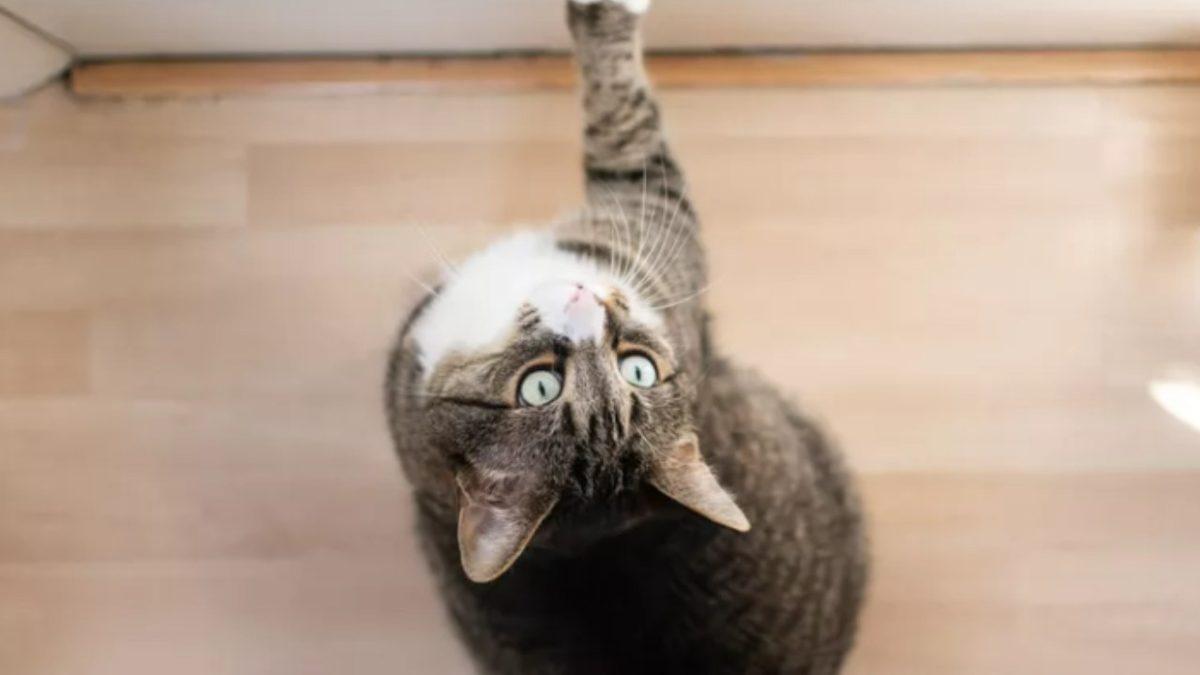 Kediniz Gecenin Bir Yarısı Birdenbire Miyavlamaya Başlıyorsa Yalnız Değilsiniz! Peki Bunu Neden Yapıyorlar?