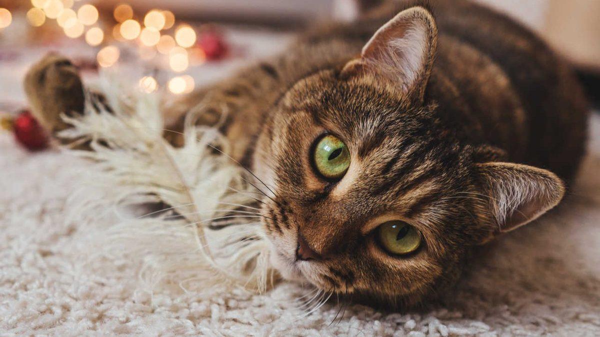 Kediniz Gecenin Bir Yarısı Birdenbire Miyavlamaya Başlıyorsa Yalnız Değilsiniz! Peki Bunu Neden Yapıyorlar?