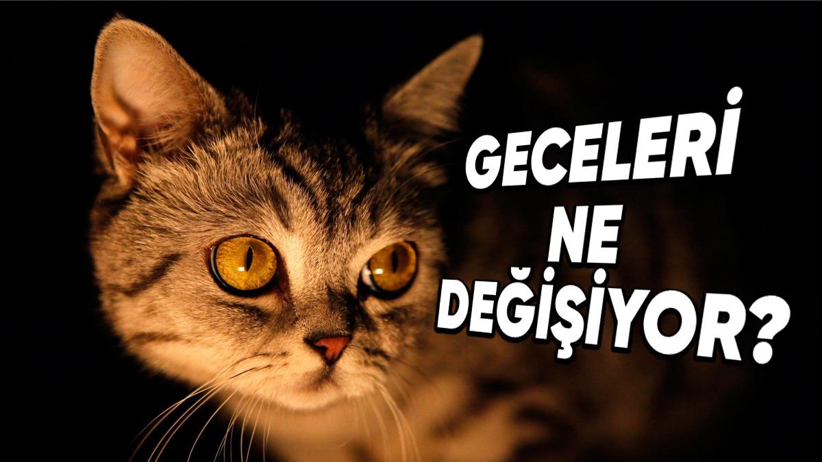 Kediniz Gecenin Bir Yarısı Birdenbire Miyavlamaya Başlıyorsa Yalnız Değilsiniz! Peki Bunu Neden Yapıyorlar?