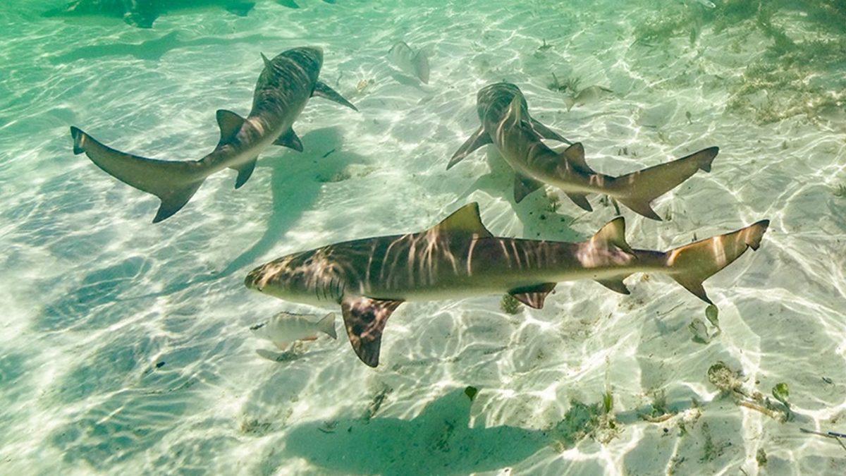 Dişi Bir Köpek Balığı 3 Yıldır Herhangi Bir Erkek İle Yan Yana Gelmemesine Rağmen Nasıl Oldu da Dünyaya Bir Yavru Getirdi?