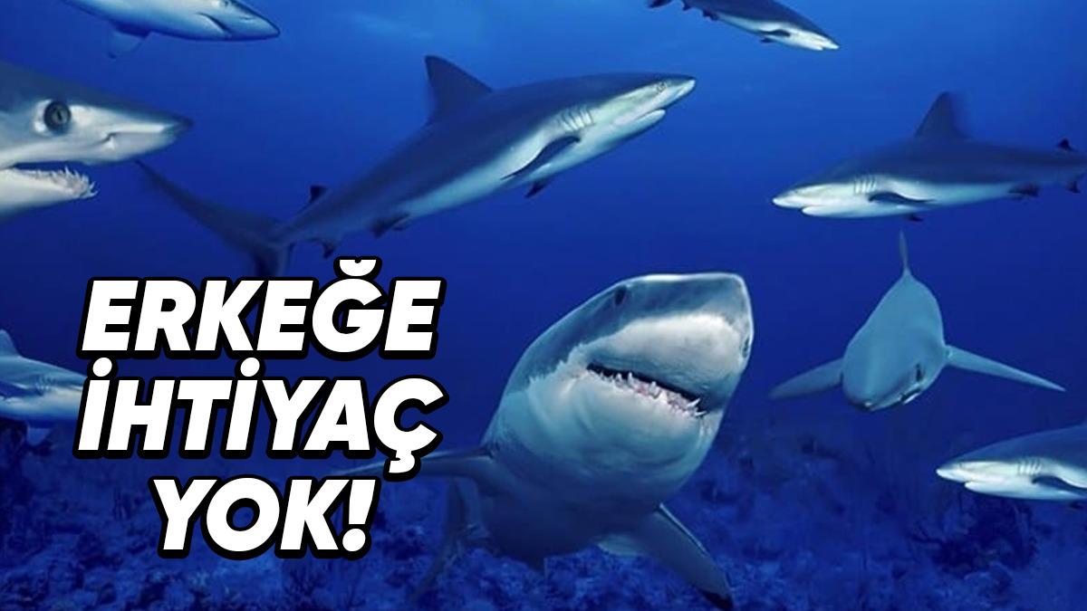 Dişi Bir Köpek Balığı 3 Yıldır Herhangi Bir Erkek İle Yan Yana Gelmemesine Rağmen Nasıl Oldu da Dünyaya Bir Yavru Getirdi?