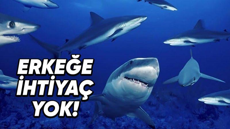 Dişi Bir Köpek Balığı 3 Yıldır Herhangi Bir Erkek İle Yan Yana Gelmemesine Rağmen Nasıl Oldu da Dünyaya Bir Yavru Getirdi?