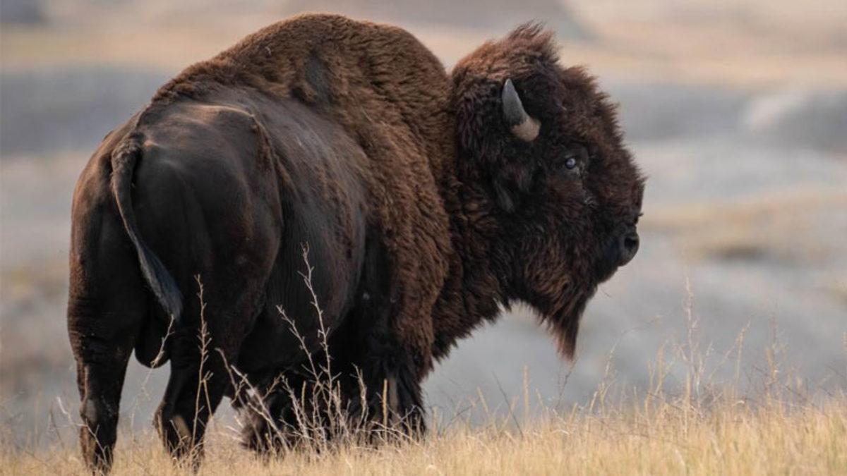 Bizonlar Çok Yavaş Yürümelerine Rağmen Nasıl Çok Hızlı Koşabiliyorlar?