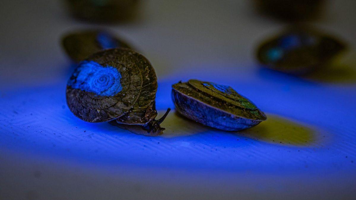 1.329 Minik Salyangozun Araştırmacılar Tarafından Portekiz’in Uzak Adalarına Bırakılma Amacı Ne?