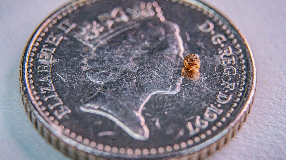 1.329 Minik Salyangozun Araştırmacılar Tarafından Portekiz’in Uzak Adalarına Bırakılma Amacı Ne?