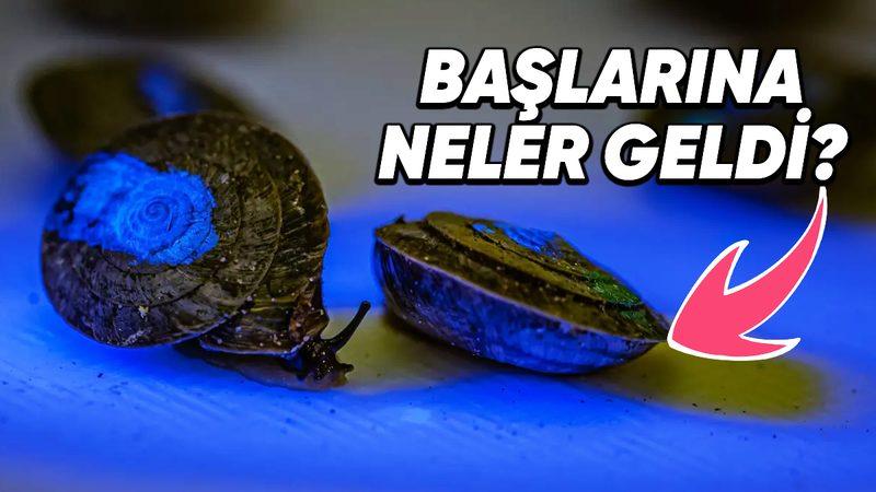 1.329 Minik Salyangozun Araştırmacılar Tarafından Portekiz’in Uzak Adalarına Bırakılma Amacı Ne?