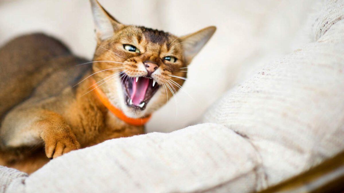 Kedilerin Hiç Beklenmedik Anlarda Tıslamaya Başlamasının Arkasında Hangi Sebepler Var? Maalesef, Ucu Bize de Dokunuyor!
