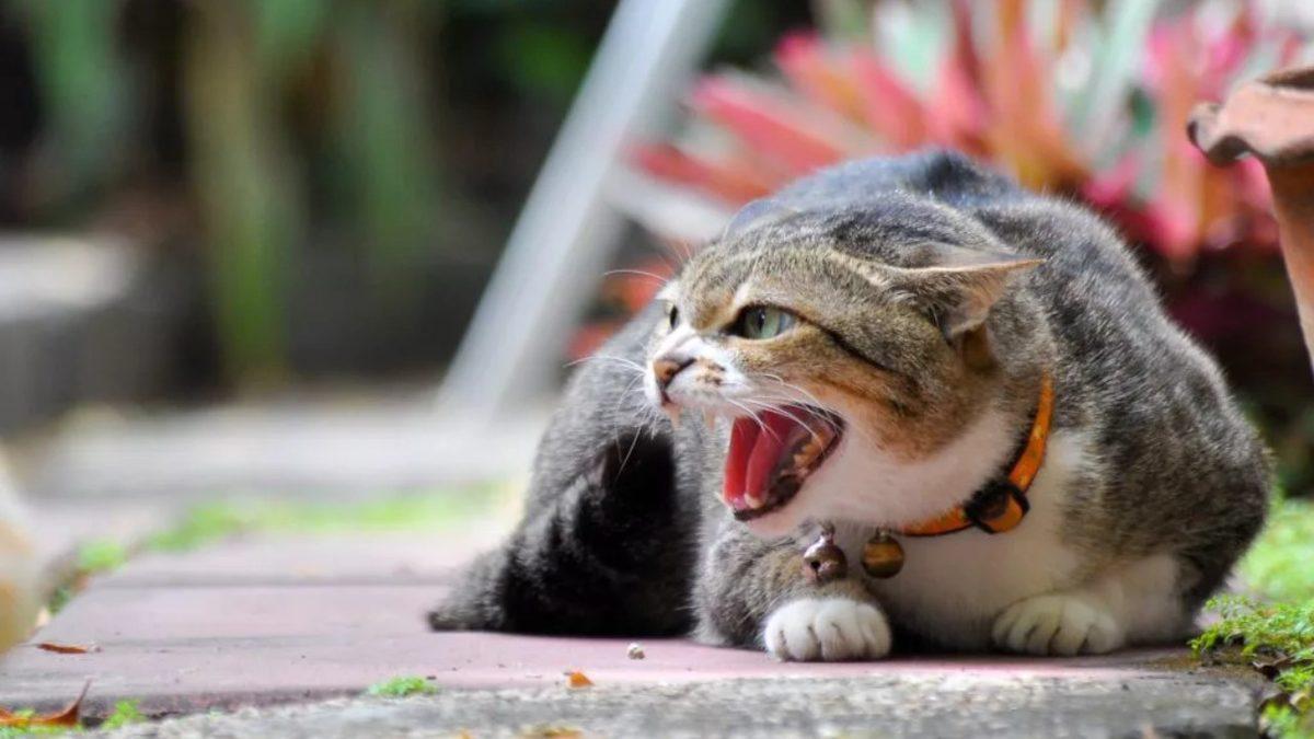 Kedilerin Hiç Beklenmedik Anlarda Tıslamaya Başlamasının Arkasında Hangi Sebepler Var? Maalesef, Ucu Bize de Dokunuyor!