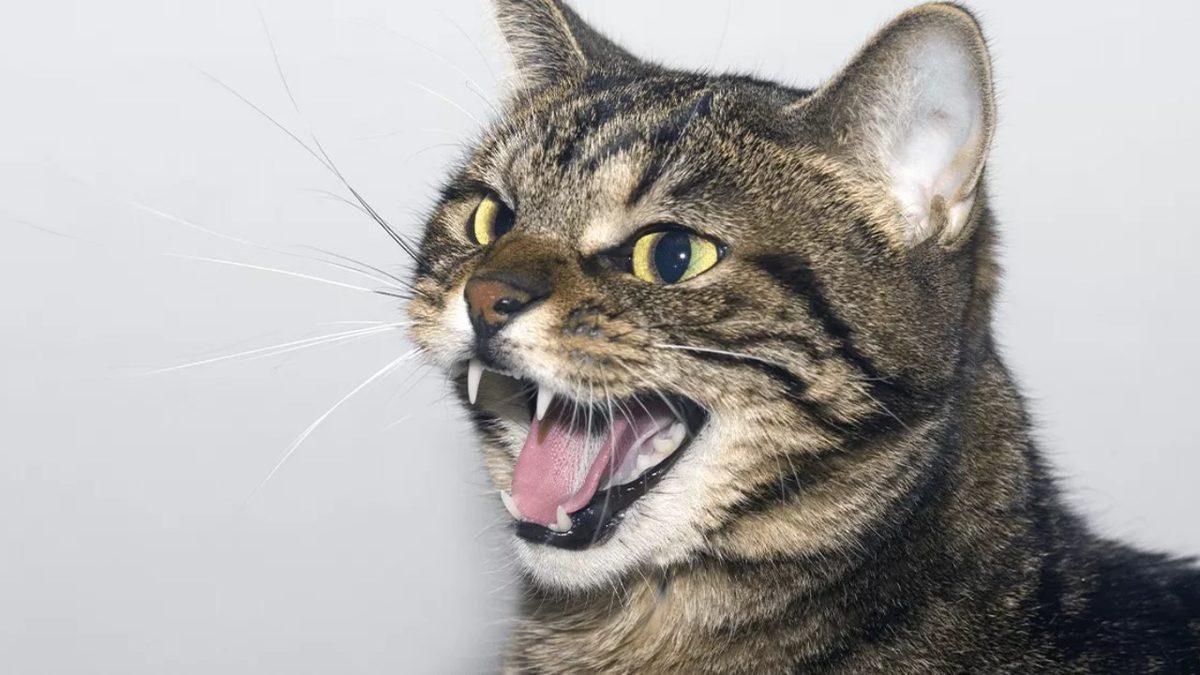 Kedilerin Hiç Beklenmedik Anlarda Tıslamaya Başlamasının Arkasında Hangi Sebepler Var? Maalesef, Ucu Bize de Dokunuyor!