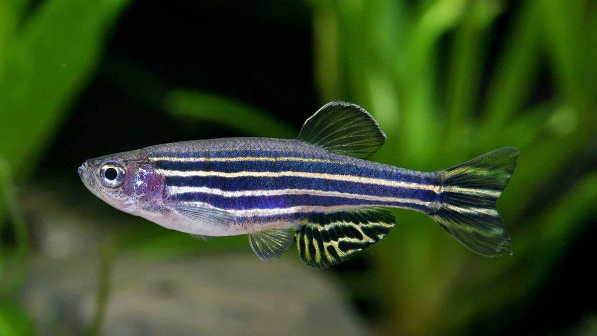 Kendi ’Güneş Kremini’ Üreten Balık: İnsanlar ve Doğa İçin Gelişmelerinin Önünü Açabilir!