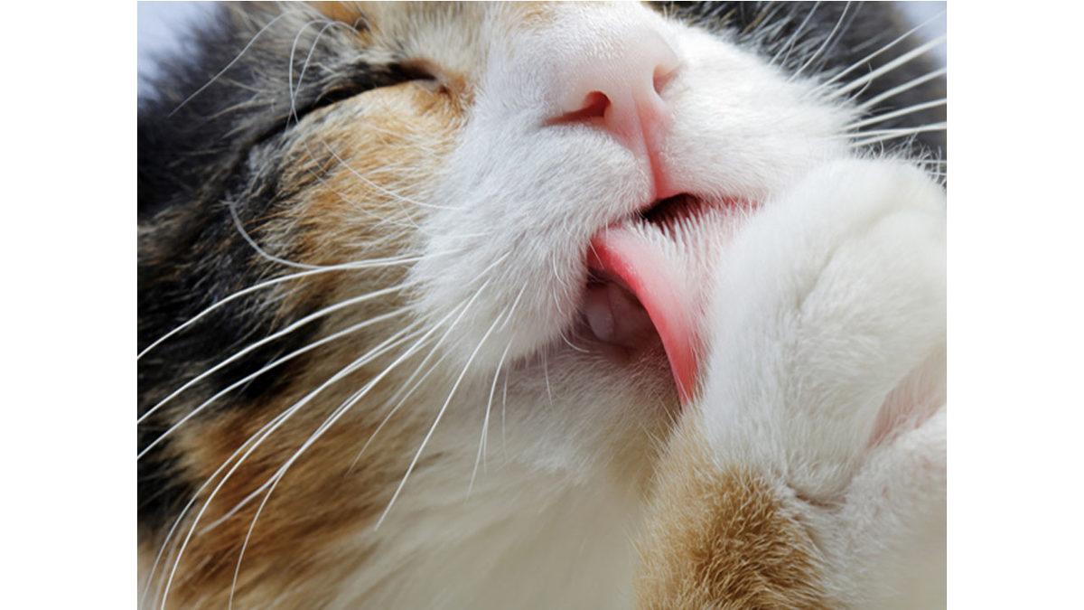 Kediler Neden Kendilerini Bu Kadar Çok Yalıyor? Uyanık Oldukları Sürenin Üçte İkisi Böyle Geçiyor!