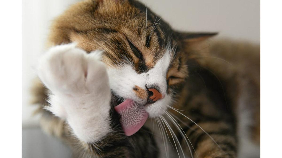 Kediler Neden Kendilerini Bu Kadar Çok Yalıyor? Uyanık Oldukları Sürenin Üçte İkisi Böyle Geçiyor!