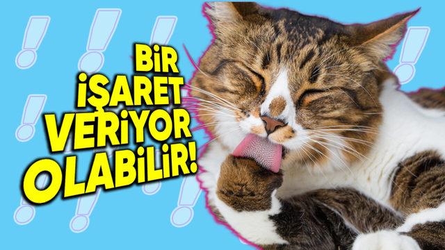 Kediler Neden Kendilerini Bu Kadar Çok Yalıyor? Uyanık Oldukları Sürenin Üçte İkisi Böyle Geçiyor!