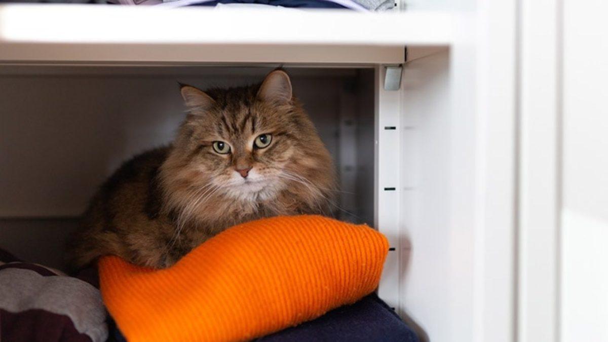 Ciddi Anlamda Muazzam Canlılar: Kediler Nasıl Oluyor da Deprem Olacağını Dakikalar Öncesinden Hissedebiliyor?