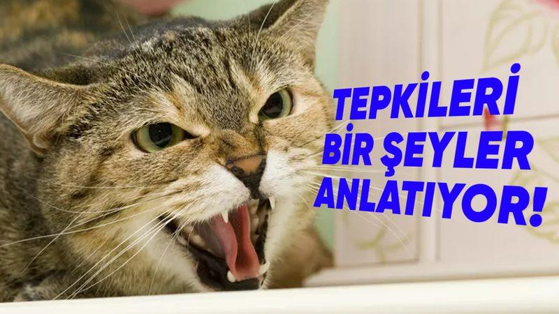 Ciddi Anlamda Muazzam Canlılar: Kediler Nasıl Oluyor da Deprem Olacağını Dakikalar Öncesinden Hissedebiliyor?