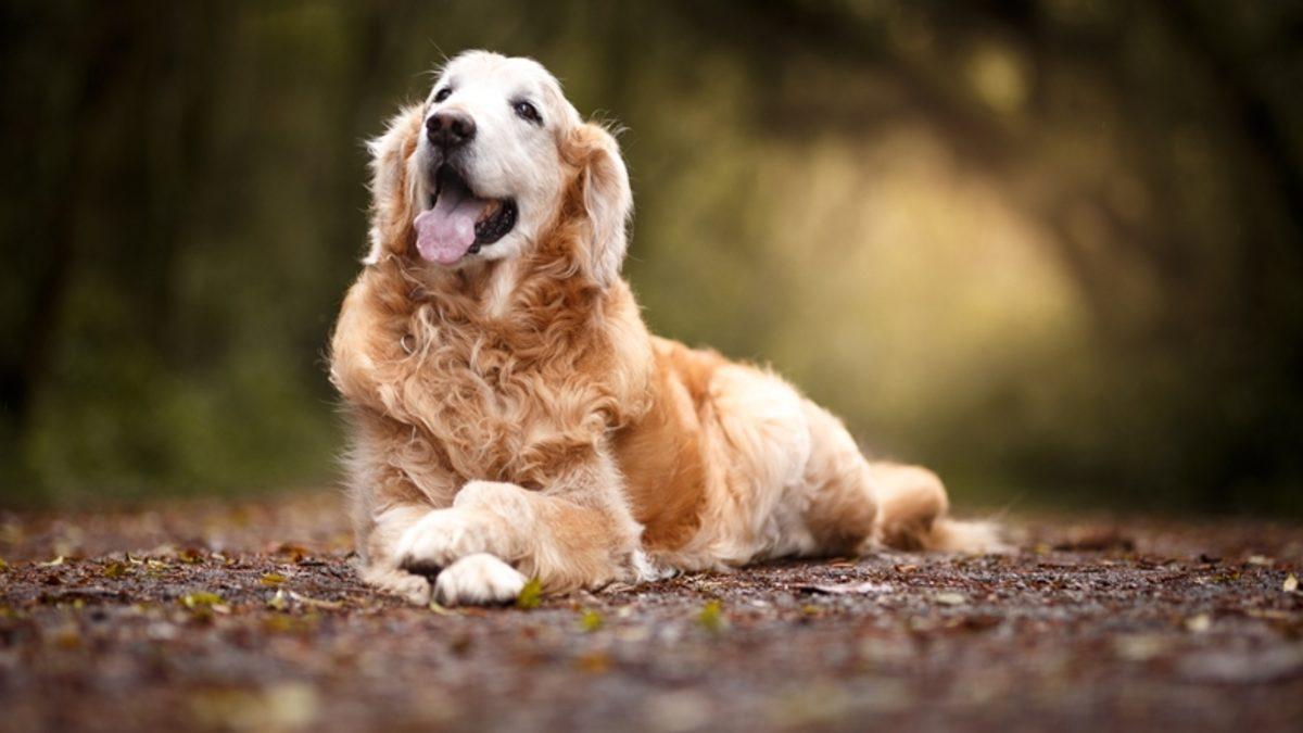 Bilim İnsanları Köpeklere Komutlarınızı Dinletmek İçin Ne Yapmanız Gerektiğini Anlattı: Sandığınızdan Daha Basit!