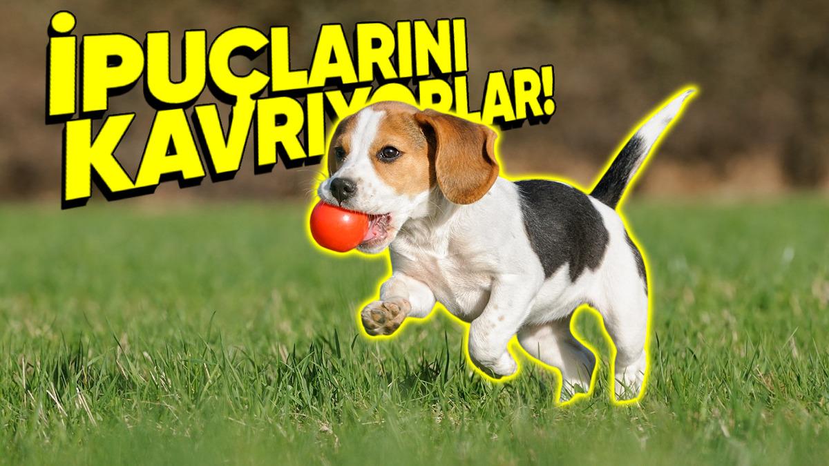 Bilim İnsanları Köpeklere Komutlarınızı Dinletmek İçin Ne Yapmanız Gerektiğini Anlattı: Sandığınızdan Daha Basit!