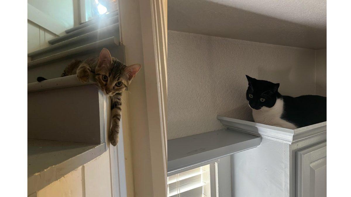 Kediler Neden Hep Evin En Yüksek Yerlerinde Olmak İstiyorlar? Yoksa Bizimle Bir Dertleri mi Var?