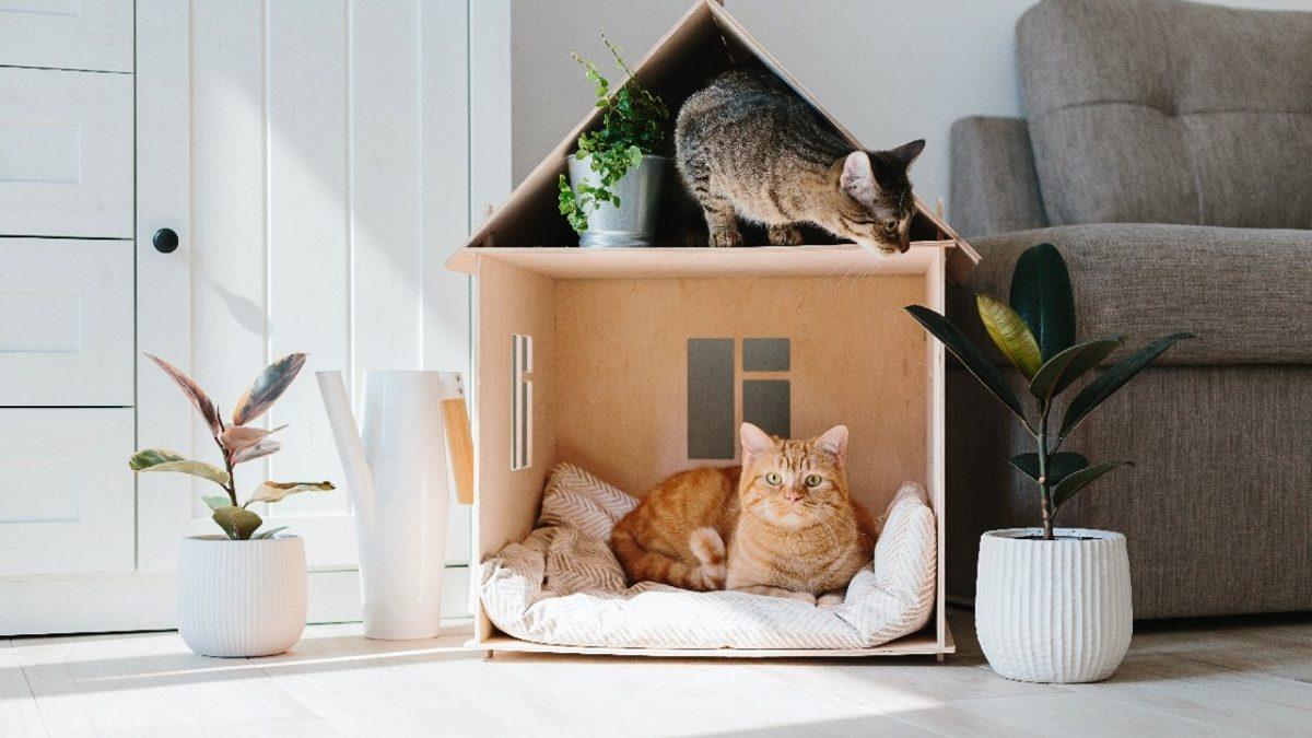 Kediler Neden Hep Evin En Yüksek Yerlerinde Olmak İstiyorlar? Yoksa Bizimle Bir Dertleri mi Var?