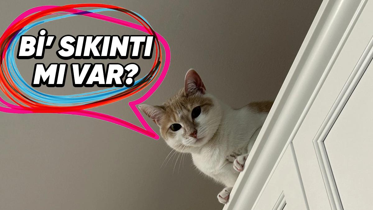 Kediler Neden Hep Evin En Yüksek Yerlerinde Olmak İstiyorlar? Yoksa Bizimle Bir Dertleri mi Var?