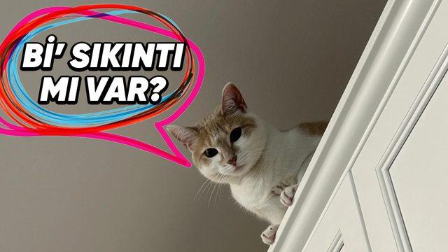 Kediler Neden Hep Evin En Yüksek Yerlerinde Olmak İstiyorlar? Yoksa Bizimle Bir Dertleri mi Var?