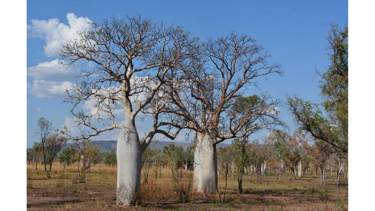 Ağaçlar Kışın Yaprak Dökmesine Rağmen Oksijen Miktarımız Nasıl Azalmıyor? (Ya da Biz Öyle Sanıyoruz)