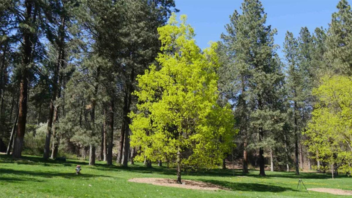 Ağaçlar Kışın Yaprak Dökmesine Rağmen Oksijen Miktarımız Nasıl Azalmıyor? (Ya da Biz Öyle Sanıyoruz)