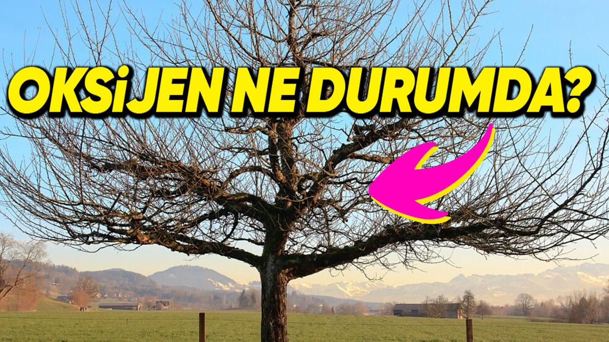 Ağaçlar Kışın Yaprak Dökmesine Rağmen Oksijen Miktarımız Nasıl Azalmıyor? (Ya da Biz Öyle Sanıyoruz)