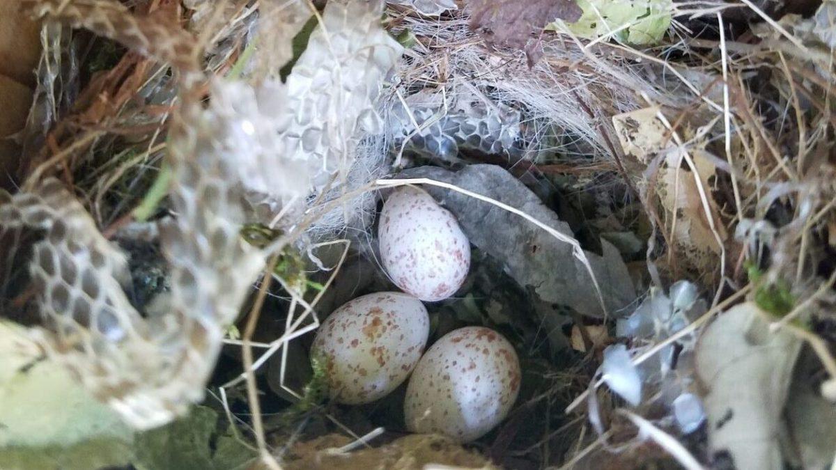 Kuşlar Neden Binbir Zorlukla Buldukları Yılan Derilerini Yuvalarına Taşımakta Bu Kadar Israrcı?