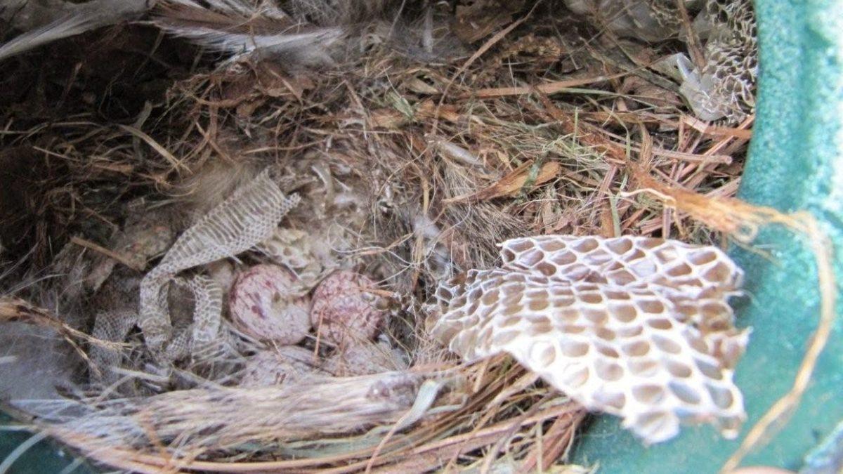 Kuşlar Neden Binbir Zorlukla Buldukları Yılan Derilerini Yuvalarına Taşımakta Bu Kadar Israrcı?