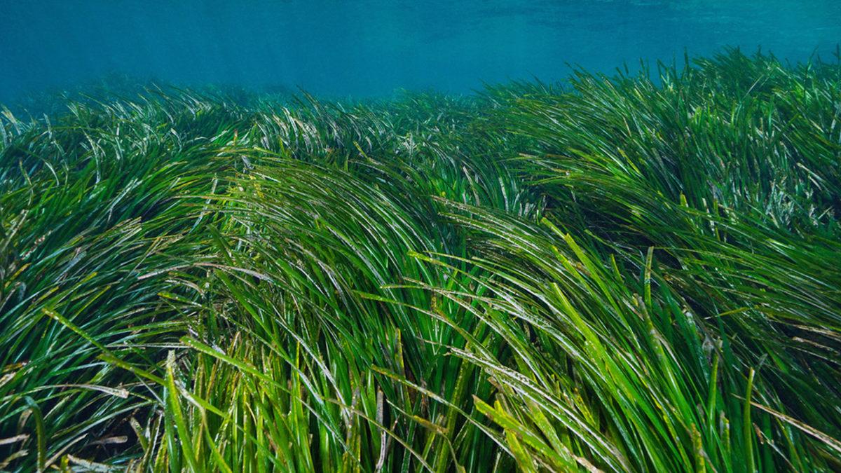 Modern İnsanlıktan Önce Bile Varlardı: Dünyanın Hâlâ Yaşayan En Eski Bitkileri Hangileri?