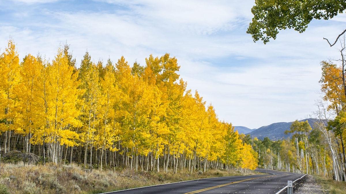 Modern İnsanlıktan Önce Bile Varlardı: Dünyanın Hâlâ Yaşayan En Eski Bitkileri Hangileri?