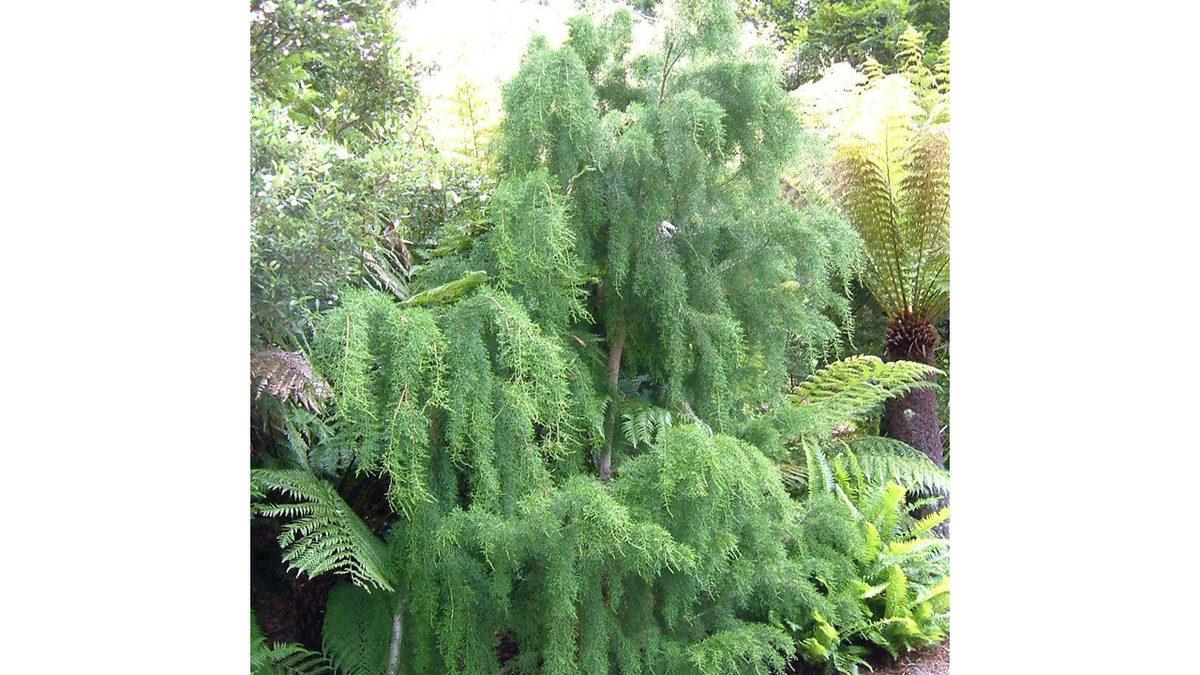 Modern İnsanlıktan Önce Bile Varlardı: Dünyanın Hâlâ Yaşayan En Eski Bitkileri Hangileri?