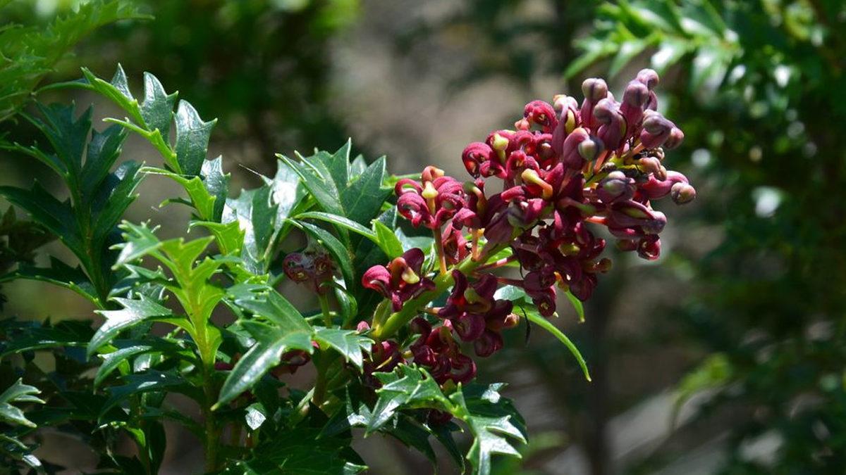 Modern İnsanlıktan Önce Bile Varlardı: Dünyanın Hâlâ Yaşayan En Eski Bitkileri Hangileri?