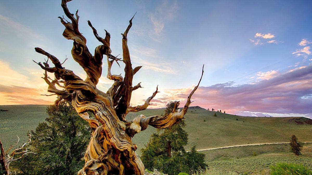 Modern İnsanlıktan Önce Bile Varlardı: Dünyanın Hâlâ Yaşayan En Eski Bitkileri Hangileri?
