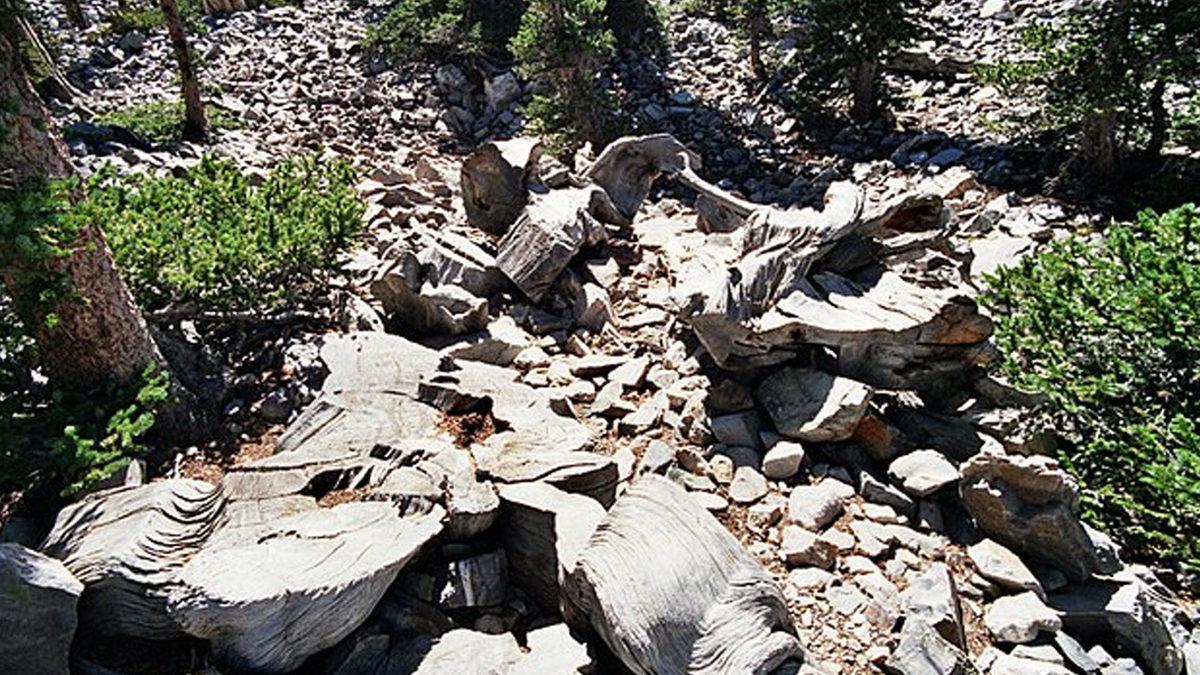 Modern İnsanlıktan Önce Bile Varlardı: Dünyanın Hâlâ Yaşayan En Eski Bitkileri Hangileri?