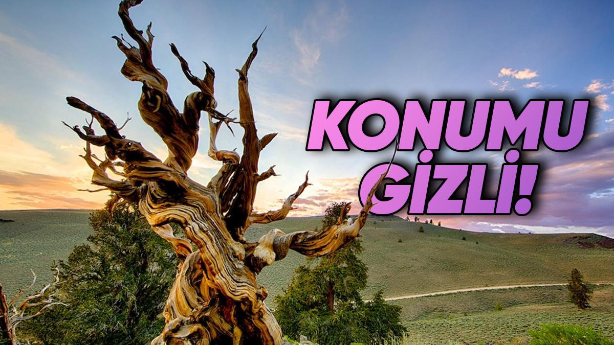 Modern İnsanlıktan Önce Bile Varlardı: Dünyanın Hâlâ Yaşayan En Eski Bitkileri Hangileri?