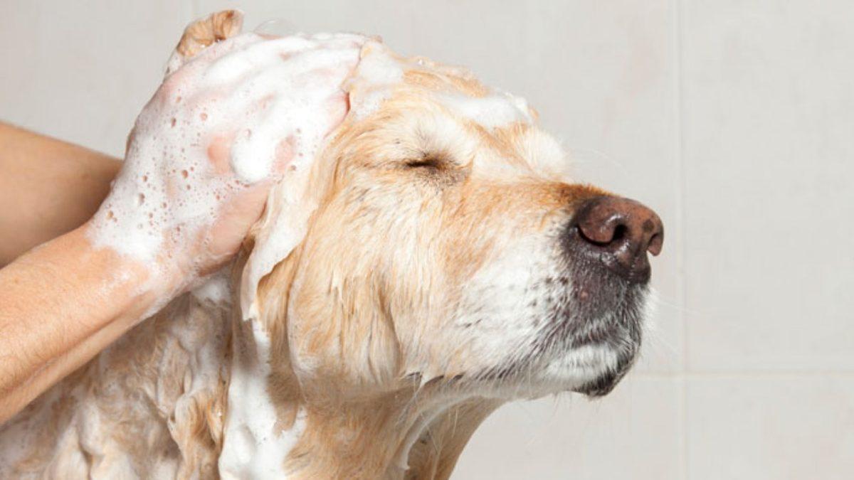 Köpek Sahiplerinin Doğru Cevabını Bir Türlü Bulamadığı O Soru: Köpeğinizi Ne Sıklıkla Yıkamalısınız?