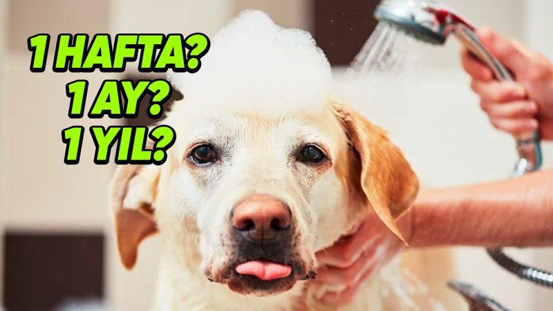 Köpek Sahiplerinin Doğru Cevabını Bir Türlü Bulamadığı O Soru: Köpeğinizi Ne Sıklıkla Yıkamalısınız?