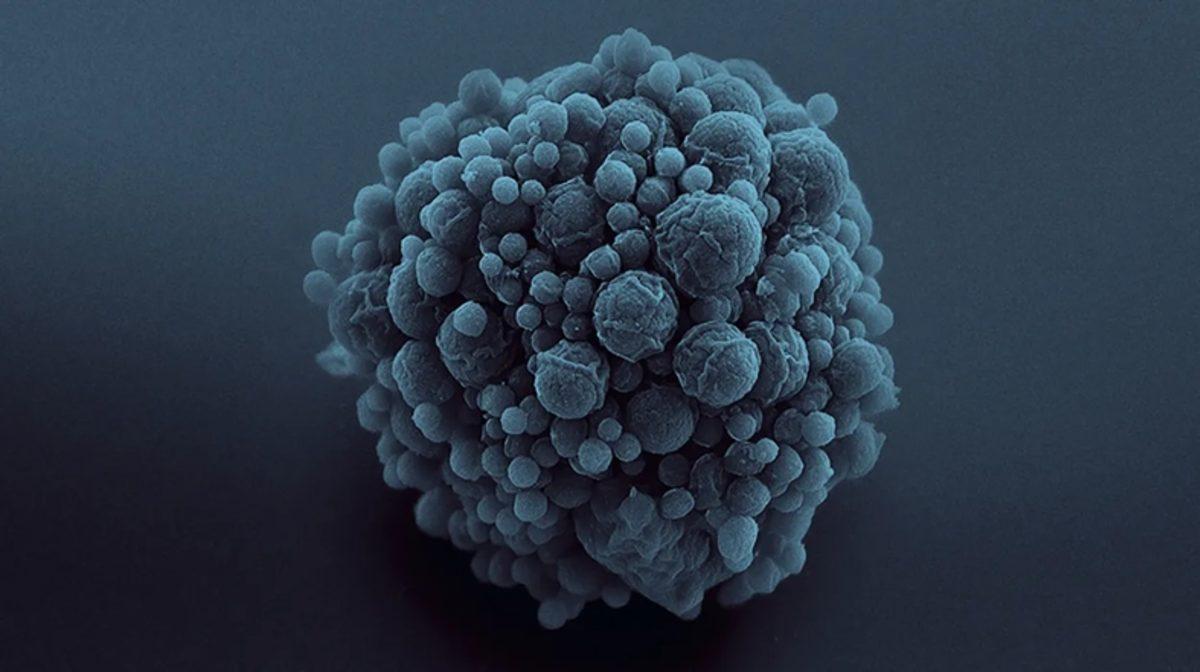 Bilim İnsanlarından Tarihi Çalışma: Yapay Yaşama Bir Adım Daha Yaklaşıldı!