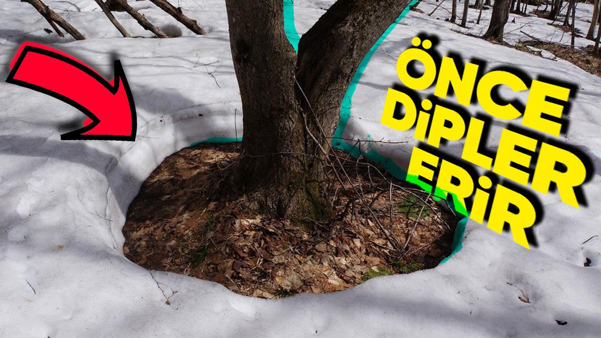 Karın Ağaç Diplerinden Erimeye Başlamasının Doğaya Bir Kez Daha Saygı Duymamızı Sağlayacak Sebepleri
