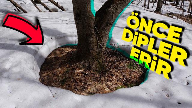 Karın Ağaç Diplerinden Erimeye Başlamasının Doğaya Bir Kez Daha Saygı Duymamızı Sağlayacak Sebepleri