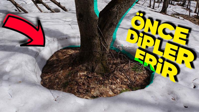Karın Ağaç Diplerinden Erimeye Başlamasının Doğaya Bir Kez Daha Saygı Duymamızı Sağlayacak Sebepleri