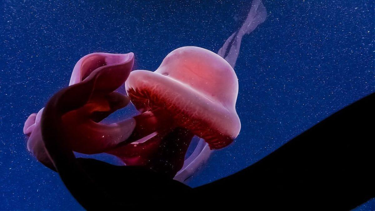 10 Metrelik Kolları Olan ve Yavrularını Ağzından Çıkaran Okyanus Devi: Hayalet Denizanası