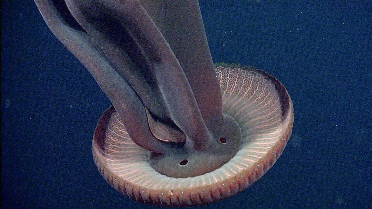 10 Metrelik Kolları Olan ve Yavrularını Ağzından Çıkaran Okyanus Devi: Hayalet Denizanası